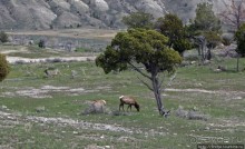 Лоси-олени на Мамонтовых горячих источниках