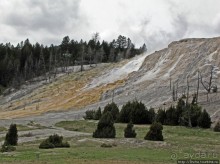 Лоси-олени на Мамонтовых горячих источниках
