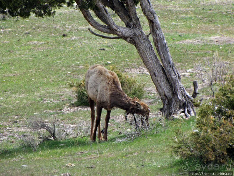 Лоси-олени на Мамонтовых горячих источниках