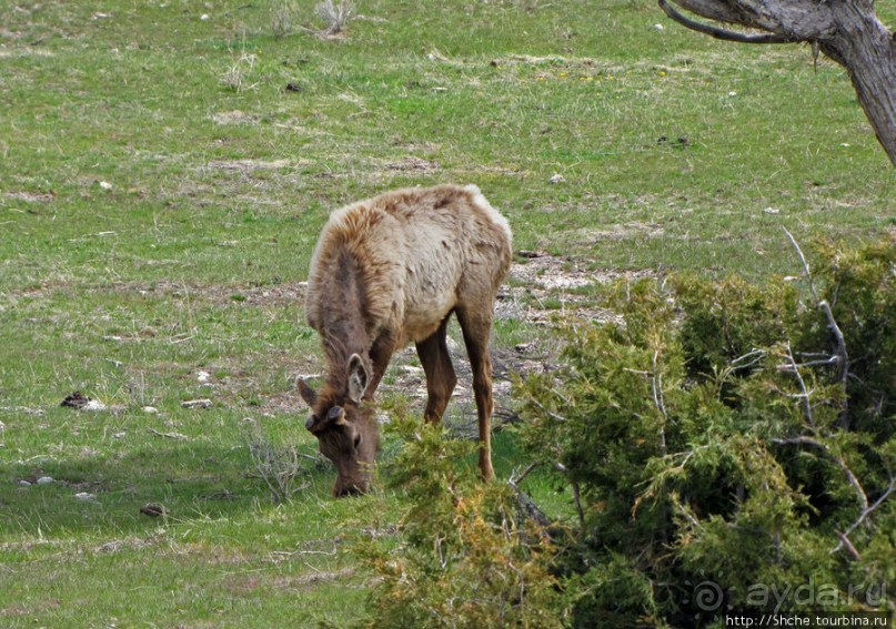 Лоси-олени на Мамонтовых горячих источниках