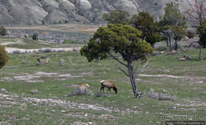 Лоси-олени на Мамонтовых горячих источниках