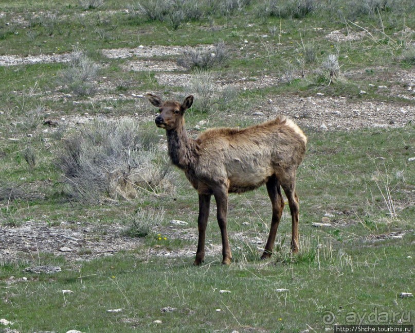Лоси-олени на Мамонтовых горячих источниках