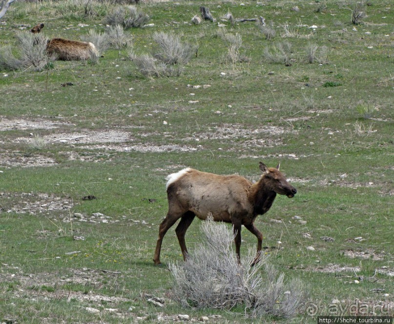 Лоси-олени на Мамонтовых горячих источниках