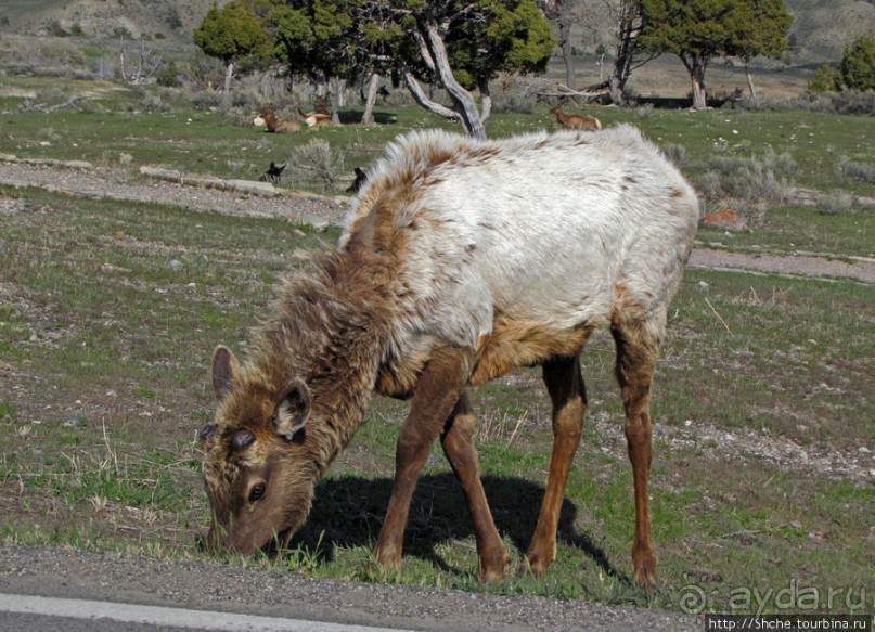 Лоси-олени на Мамонтовых горячих источниках