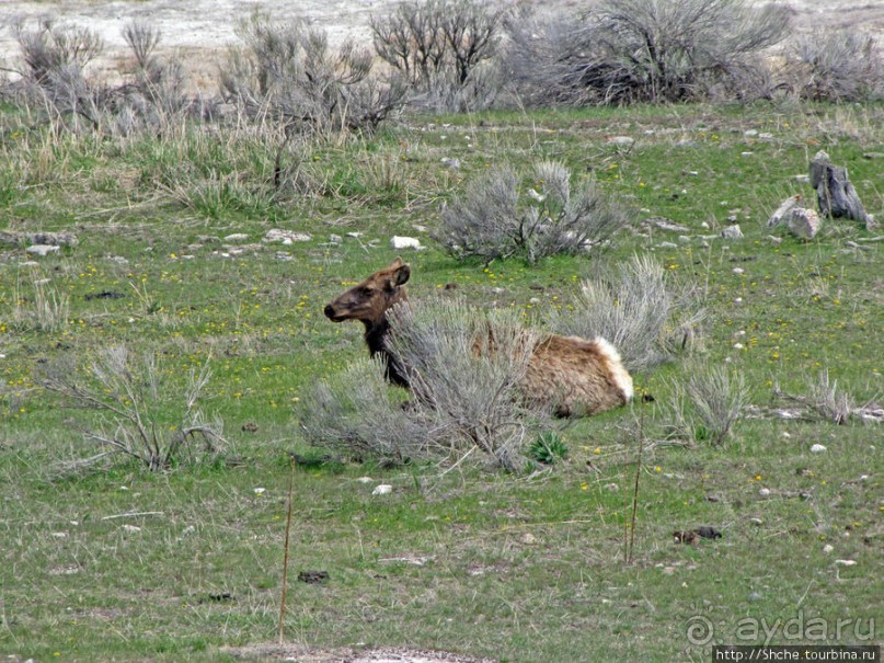 Лоси-олени на Мамонтовых горячих источниках