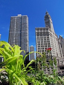 Прогулка вдоль реки в джунглях...бетонных. Chicago Riverwalk