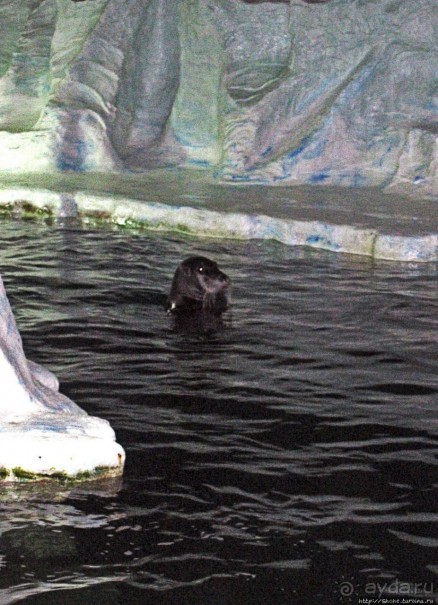 Воспоминания о норвежском круизе 2005. Аквариум в Тромсе