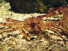 Воспоминания о норвежском круизе 2005. Аквариум в Тромсе