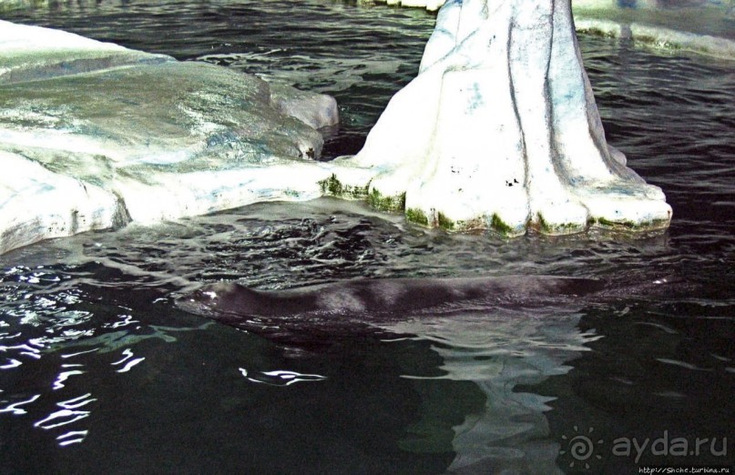 Воспоминания о норвежском круизе 2005. Аквариум в Тромсе