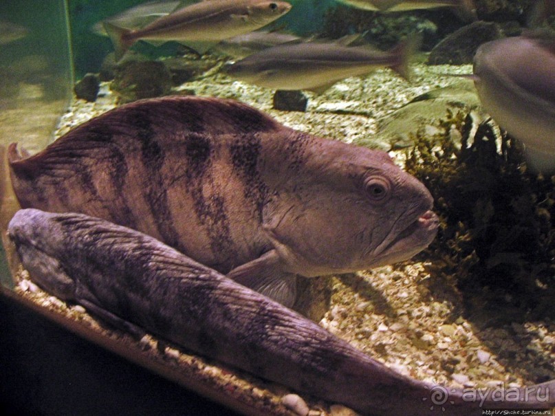 Воспоминания о норвежском круизе 2005. Аквариум в Тромсе