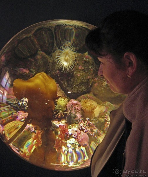 Воспоминания о норвежском круизе 2005. Аквариум в Тромсе