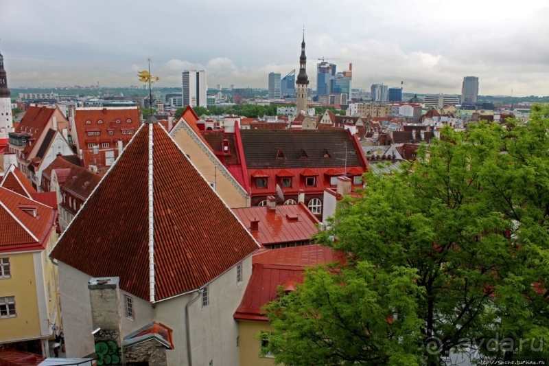 Красные крыши Старого Таллина