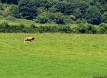 Сельские пейзажи на легендарной реке Бойн