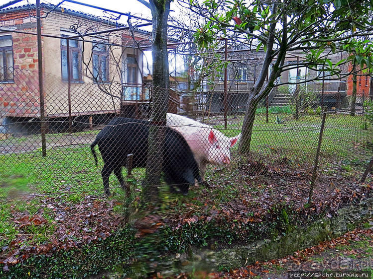 Мотсамета. Дорога к храму