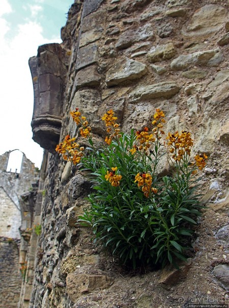 О чем обычно молчат путеводители... Аббатство Нетли