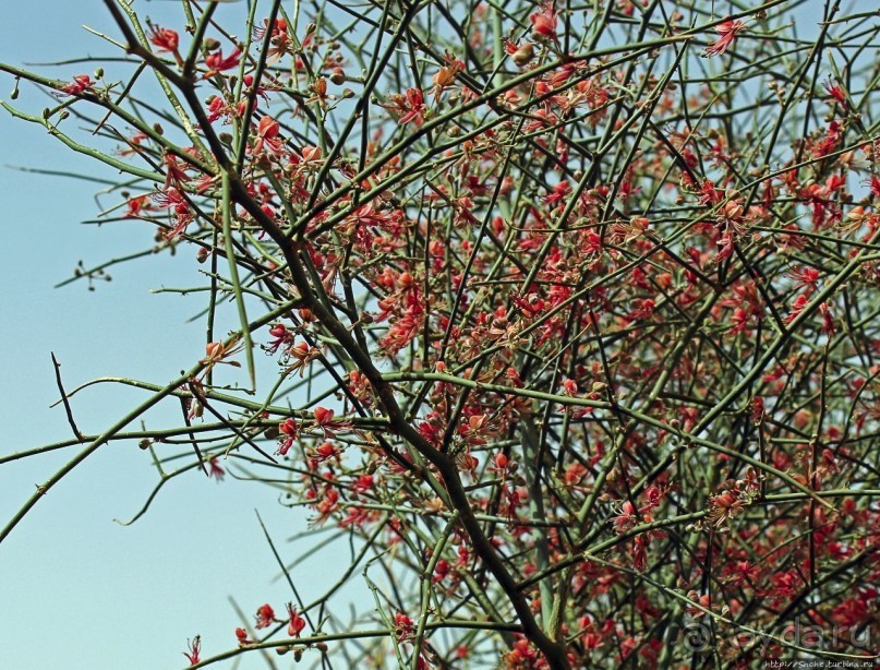 Древняя стоянка караванщиков и рисунки в пещере