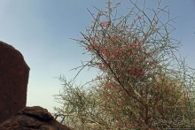 Древняя стоянка караванщиков и рисунки в пещере