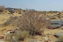 Альбом отзыва "Древняя стоянка караванщиков и рисунки в пещере"