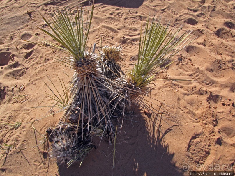Пэйдж и окрестности. Четыре достопримечательность города.