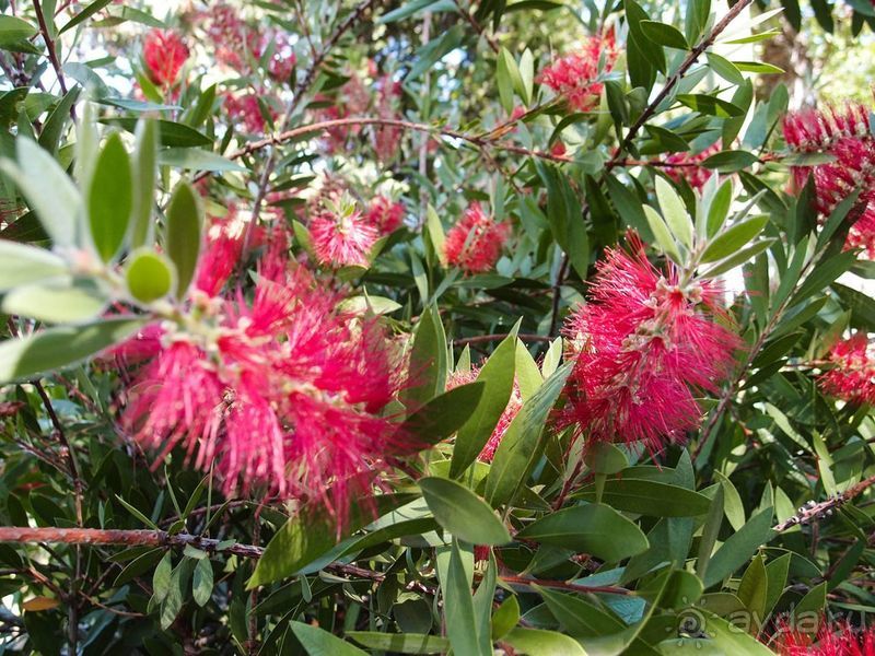 Солнечная вершина