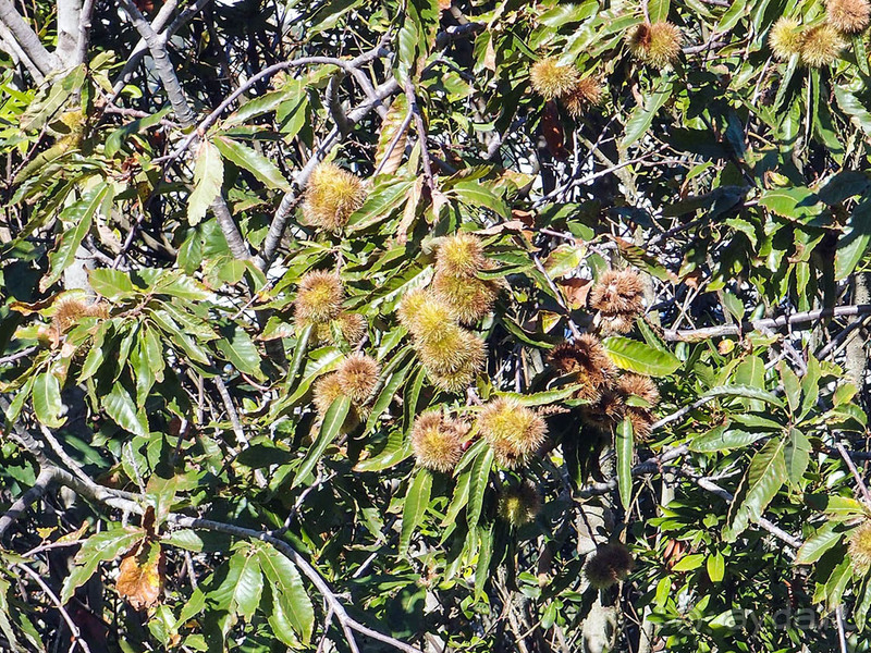 Солнечная вершина