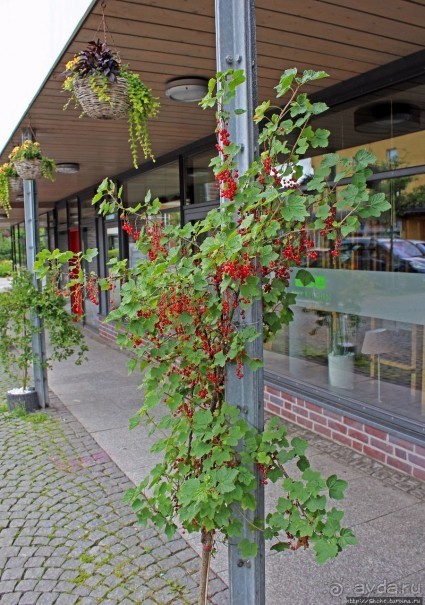 Знакомство с немецким Хузумом