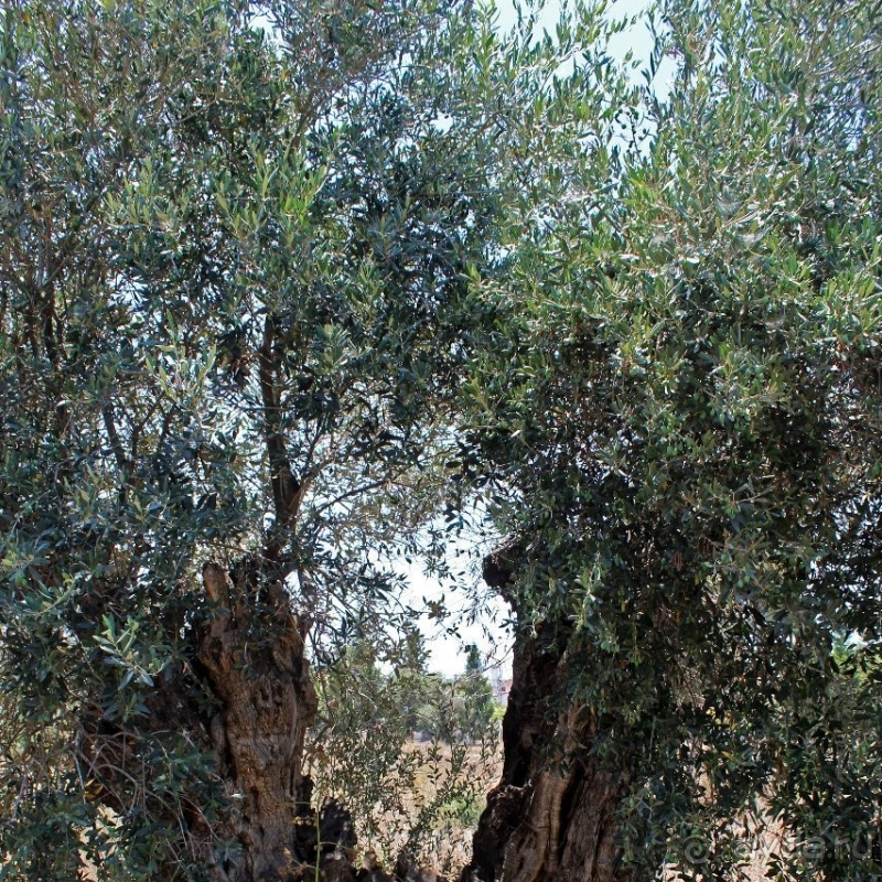 Альбом истории "400-летние оливы — главная достопримечательность Акротири"