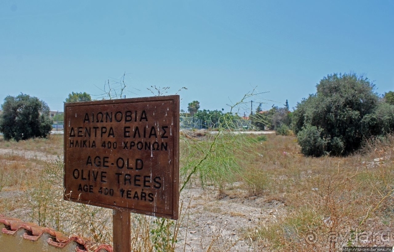 400-летние оливы — главная достопримечательность Акротири