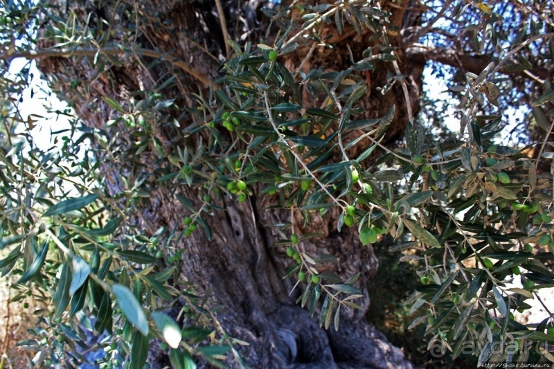 Альбом истории "400-летние оливы — главная достопримечательность Акротири"