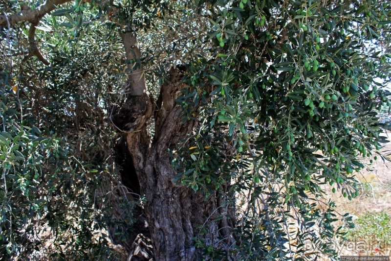 400-летние оливы — главная достопримечательность Акротири