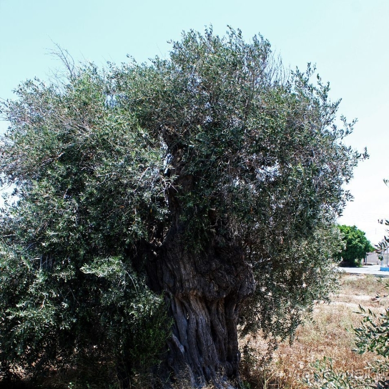 400-летние оливы — главная достопримечательность Акротири