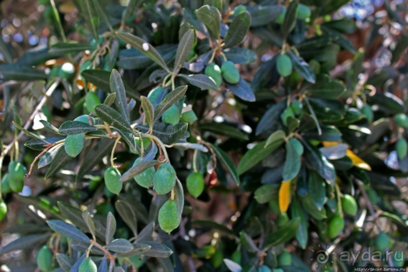 400-летние оливы — главная достопримечательность Акротири