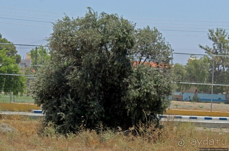 400-летние оливы — главная достопримечательность Акротири