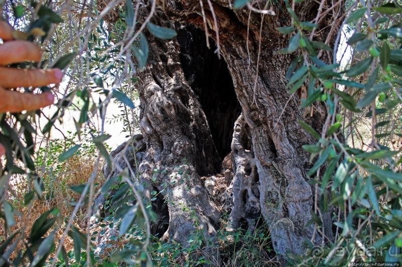 400-летние оливы — главная достопримечательность Акротири