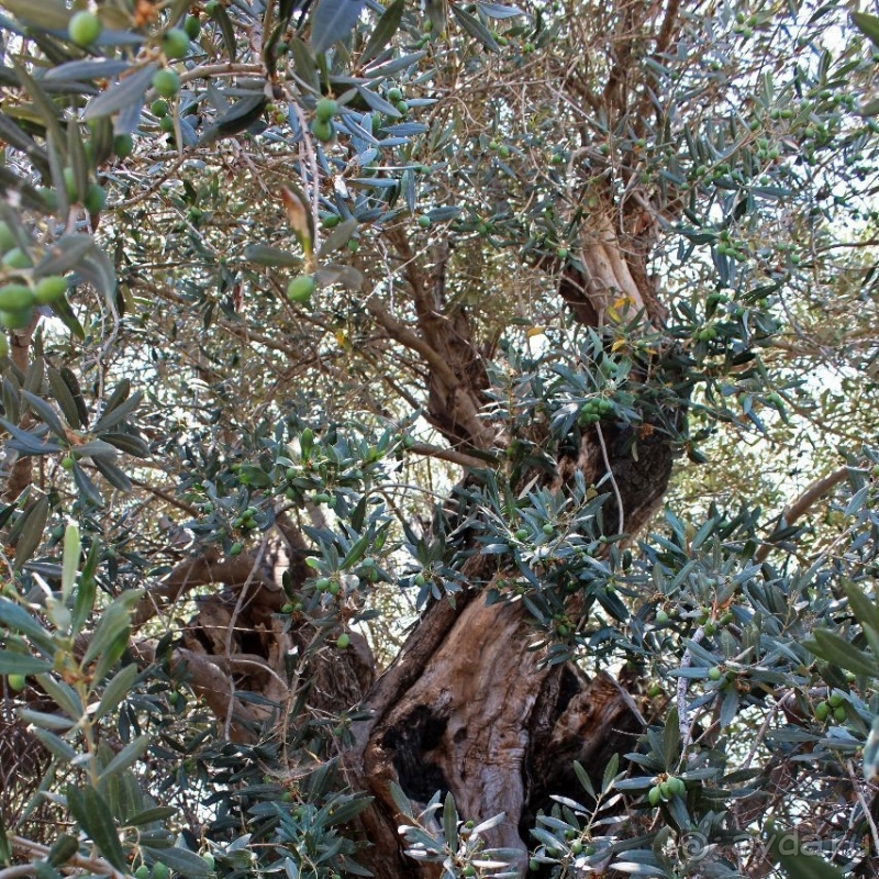 400-летние оливы — главная достопримечательность Акротири