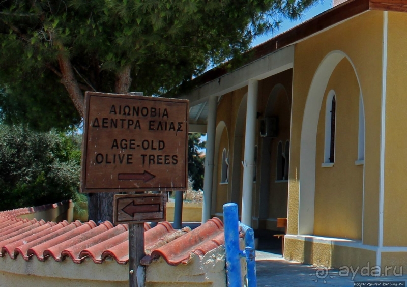 400-летние оливы — главная достопримечательность Акротири