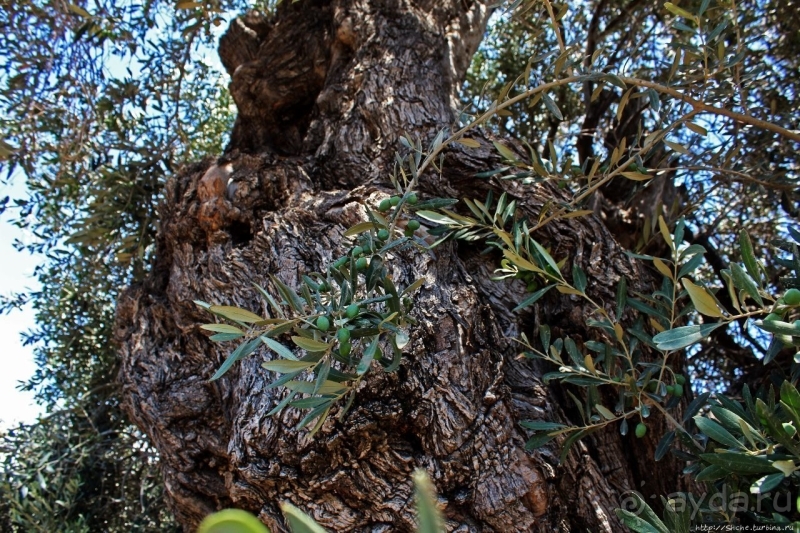 400-летние оливы — главная достопримечательность Акротири