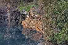 Еще одна "именная" пещера на Бермудах и желтые подснежники