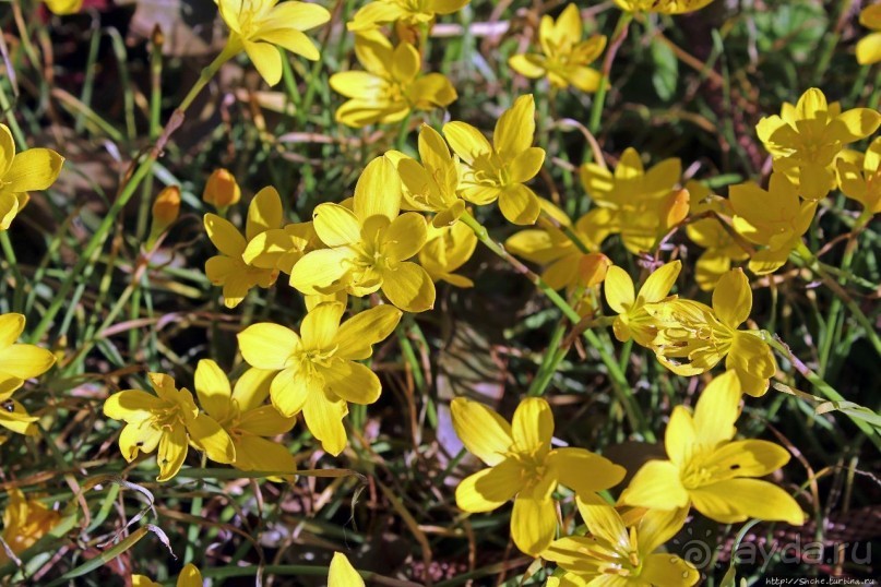 Еще одна "именная" пещера на Бермудах и желтые подснежники
