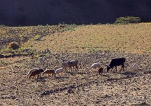 Эфиопские картинки. Дорога в Лалибелу. Регион Амхара