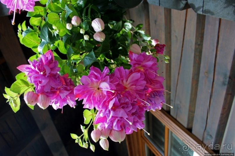 Поесть с прекрасным видом на Балтику и царь-камень Лаучи