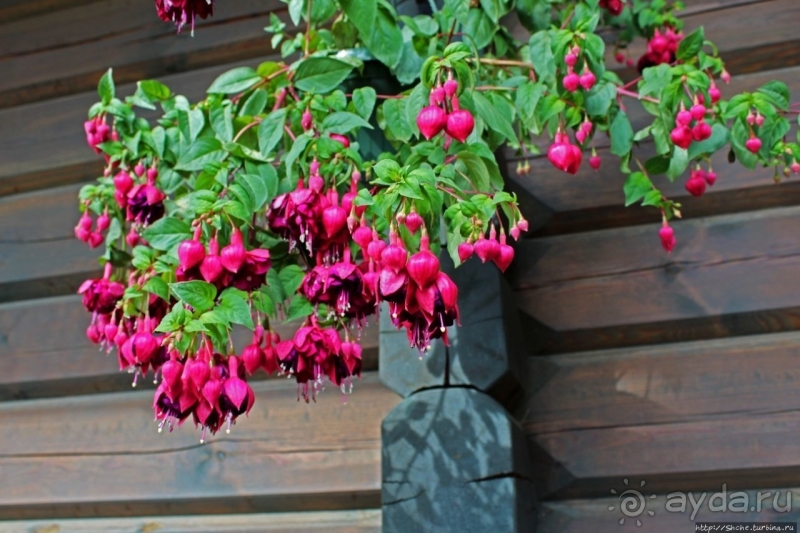 Поесть с прекрасным видом на Балтику и царь-камень Лаучи