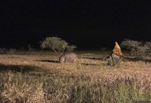Комфортное жилье в частном заповеднике с видом на водопой