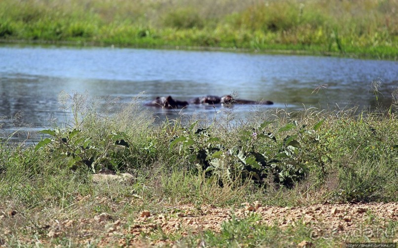 Комфортное жилье в частном заповеднике с видом на водопой
