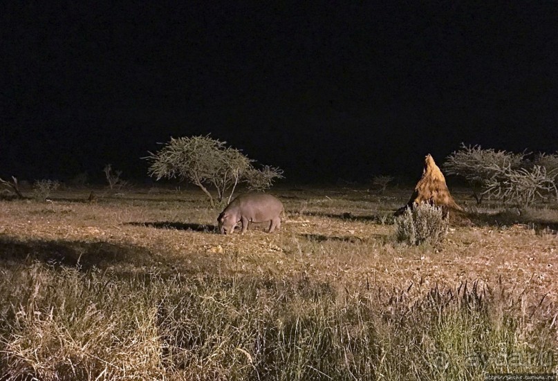 Комфортное жилье в частном заповеднике с видом на водопой