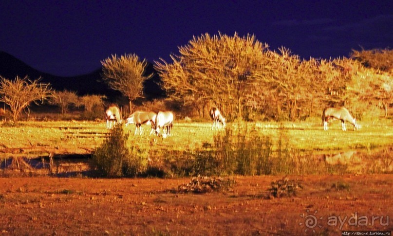 Комфортное жилье в частном заповеднике с видом на водопой