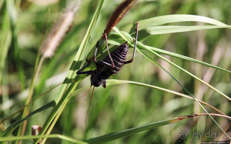 Комфортное жилье в частном заповеднике с видом на водопой