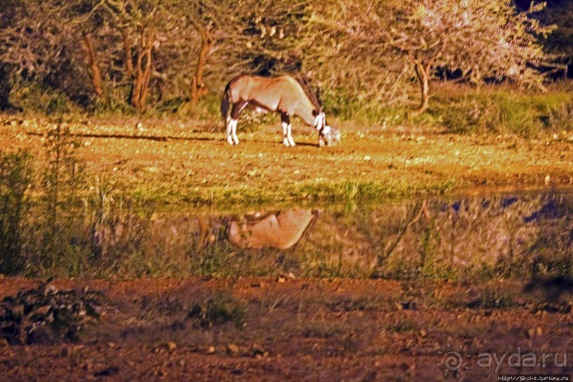 Комфортное жилье в частном заповеднике с видом на водопой