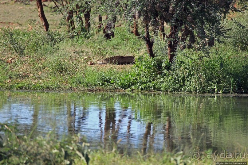 Комфортное жилье в частном заповеднике с видом на водопой