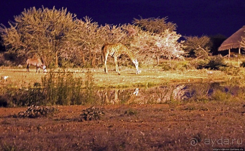 Комфортное жилье в частном заповеднике с видом на водопой